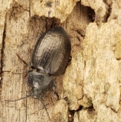 Adelium pustulosum (Darkling beetle) at Fraser, ACT - 2 Jan 2021 by trevorpreston