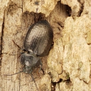 Adelium pustulosum at Fraser, ACT - 2 Jan 2021 01:10 PM