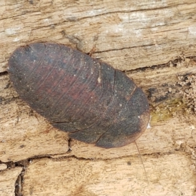 Laxta granicollis (Common bark or trilobite cockroach) at Dunlop Grasslands - 2 Jan 2021 by tpreston