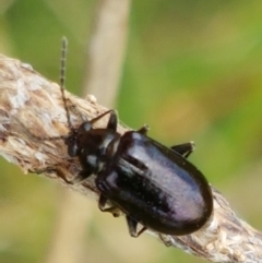 Unidentified Beetle (Coleoptera) (TBC) at Dunlop Grasslands - 2 Jan 2021 by tpreston