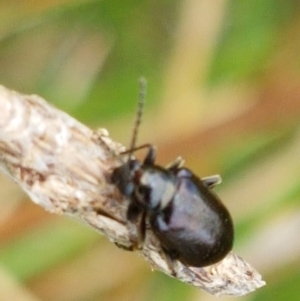 Altica sp. (genus) at Fraser, ACT - 2 Jan 2021