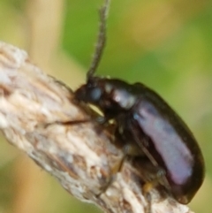 Altica sp. (genus) at Fraser, ACT - 2 Jan 2021