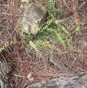 Asplenium flabellifolium at Gundaroo, NSW - 26 Dec 2020