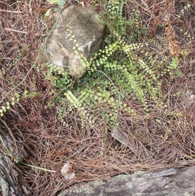 Asplenium flabellifolium (Necklace Fern) at Gundaroo, NSW - 26 Dec 2020 by Gunyijan