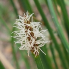 Eleocharis acuta (Common Spike-rush) at Fraser, ACT - 2 Jan 2021 by trevorpreston