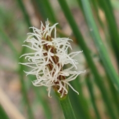 Eleocharis acuta (Common Spike-rush) at Fraser, ACT - 2 Jan 2021 by tpreston