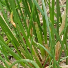 Eleocharis acuta at Fraser, ACT - 2 Jan 2021