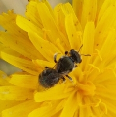 Lasioglossum (Chilalictus) sp. (genus & subgenus) (Halictid bee) at Fraser, ACT - 2 Jan 2021 by tpreston