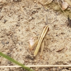 Macrotona australis (Common Macrotona Grasshopper) at Harrison, ACT - 2 Jan 2021 by tpreston