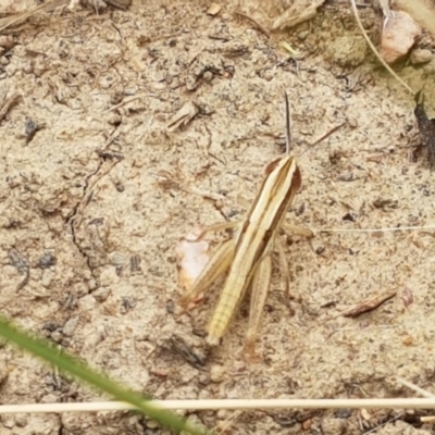 Macrotona australis (Common Macrotona Grasshopper) at Budjan Galindji (Franklin Grassland) Reserve - 2 Jan 2021 by tpreston