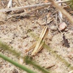 Macrotona australis at Harrison, ACT - 2 Jan 2021 02:05 PM