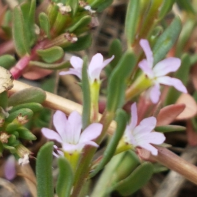Lythrum hyssopifolia (Small Loosestrife) at Harrison, ACT - 2 Jan 2021 by trevorpreston