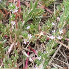 Lythrum hyssopifolia at Harrison, ACT - 2 Jan 2021