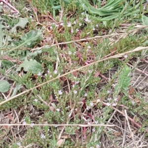 Lythrum hyssopifolia at Harrison, ACT - 2 Jan 2021