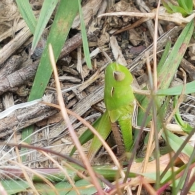 Caledia captiva (grasshopper) at Harrison, ACT - 2 Jan 2021 by trevorpreston