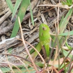 Caledia captiva (grasshopper) at Franklin Grassland Reserve - 2 Jan 2021 by tpreston