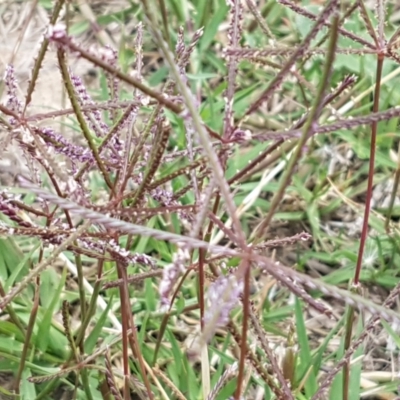 Cynodon dactylon (Couch Grass) at Harrison, ACT - 2 Jan 2021 by tpreston