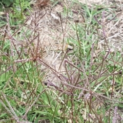 Cynodon dactylon at Harrison, ACT - 2 Jan 2021