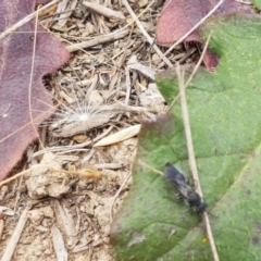 Unidentified Wasp (Hymenoptera, Apocrita) at Budjan Galindji (Franklin Grassland) Reserve - 2 Jan 2021 by trevorpreston