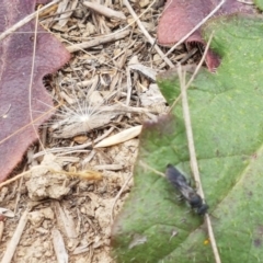 Unidentified Wasp (Hymenoptera, Apocrita) (TBC) at Franklin Grassland Reserve - 2 Jan 2021 by tpreston