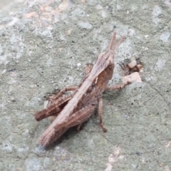 Caledia captiva (grasshopper) at Harrison, ACT - 2 Jan 2021 by tpreston