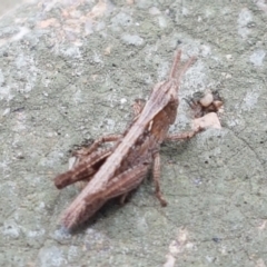 Caledia captiva (grasshopper) at Budjan Galindji (Franklin Grassland) Reserve - 2 Jan 2021 by trevorpreston