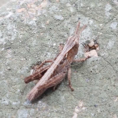 Caledia captiva (grasshopper) at Budjan Galindji (Franklin Grassland) Reserve - 2 Jan 2021 by trevorpreston