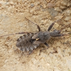 Coranus sp. (genus) (Assassin bug) at Budjan Galindji (Franklin Grassland) Reserve - 2 Jan 2021 by tpreston