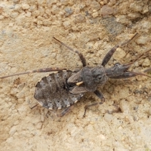 Coranus sp. (genus) at Harrison, ACT - 2 Jan 2021 02:09 PM