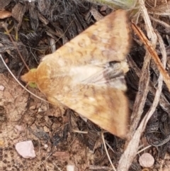 Helicoverpa (genus) (A bollworm) at Budjan Galindji (Franklin Grassland) Reserve - 2 Jan 2021 by trevorpreston