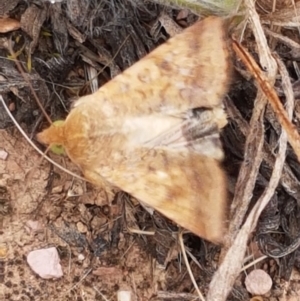 Helicoverpa (genus) at Harrison, ACT - 2 Jan 2021