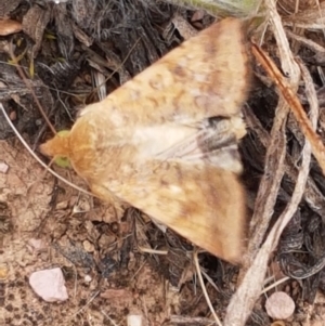 Helicoverpa (genus) at Harrison, ACT - 2 Jan 2021 02:20 PM