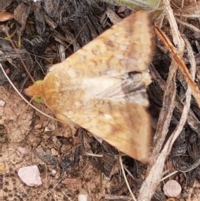 Helicoverpa (genus) (A bollworm) at Budjan Galindji (Franklin Grassland) Reserve - 2 Jan 2021 by tpreston