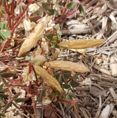 Oxalis sp. (Wood Sorrel) at Budjan Galindji (Franklin Grassland) Reserve - 2 Jan 2021 by trevorpreston