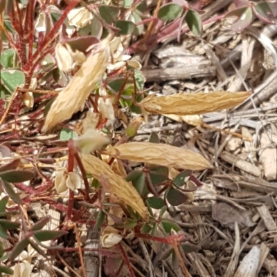 Oxalis sp. (Wood Sorrel) at Budjan Galindji (Franklin Grassland) Reserve - 2 Jan 2021 by tpreston