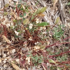 Oxalis sp. at Harrison, ACT - 2 Jan 2021