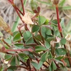 Oxalis sp. at Harrison, ACT - 2 Jan 2021