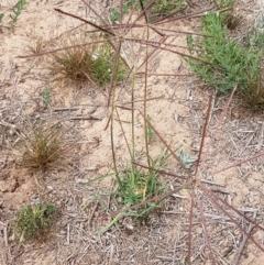 Chloris truncata (Windmill Grass) at Harrison, ACT - 2 Jan 2021 by trevorpreston