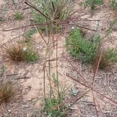 Chloris truncata at Harrison, ACT - 2 Jan 2021 02:27 PM