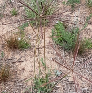 Chloris truncata at Harrison, ACT - 2 Jan 2021