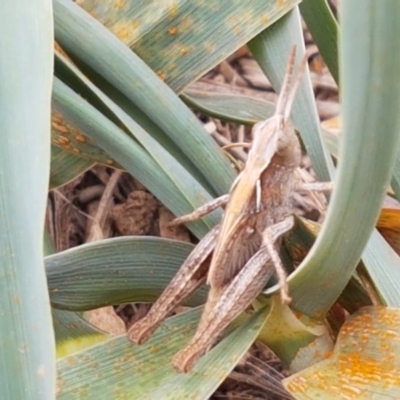 Caledia captiva (grasshopper) at Budjan Galindji (Franklin Grassland) Reserve - 2 Jan 2021 by trevorpreston