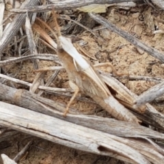 Caledia captiva (grasshopper) at Budjan Galindji (Franklin Grassland) Reserve - 2 Jan 2021 by trevorpreston