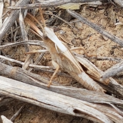 Caledia captiva (grasshopper) at Budjan Galindji (Franklin Grassland) Reserve - 2 Jan 2021 by trevorpreston