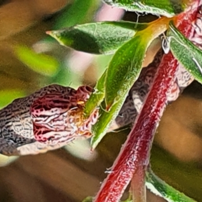 Geometridae (family) IMMATURE at Gundaroo, NSW - 20 Dec 2020 by Gunyijan