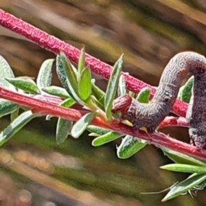 Geometridae (family) IMMATURE at Gundaroo, NSW - 20 Dec 2020