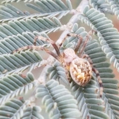 Araneus hamiltoni (Hamilton's Orb Weaver) at Harrison, ACT - 2 Jan 2021 by tpreston