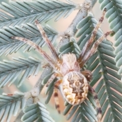 Araneus hamiltoni at Harrison, ACT - 2 Jan 2021 02:32 PM