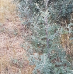 Acacia dealbata (Silver Wattle) at Budjan Galindji (Franklin Grassland) Reserve - 2 Jan 2021 by tpreston