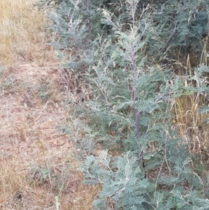 Acacia dealbata at Harrison, ACT - 2 Jan 2021 02:33 PM