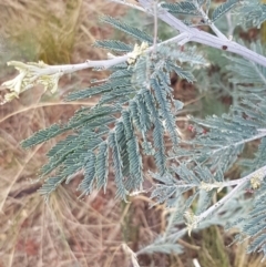 Acacia dealbata at Harrison, ACT - 2 Jan 2021 02:33 PM